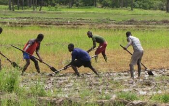 Lancement de ClimateSmart Agrihub, une initiative pionnière pour la transformation durable de l’agriculture sénégalaise  